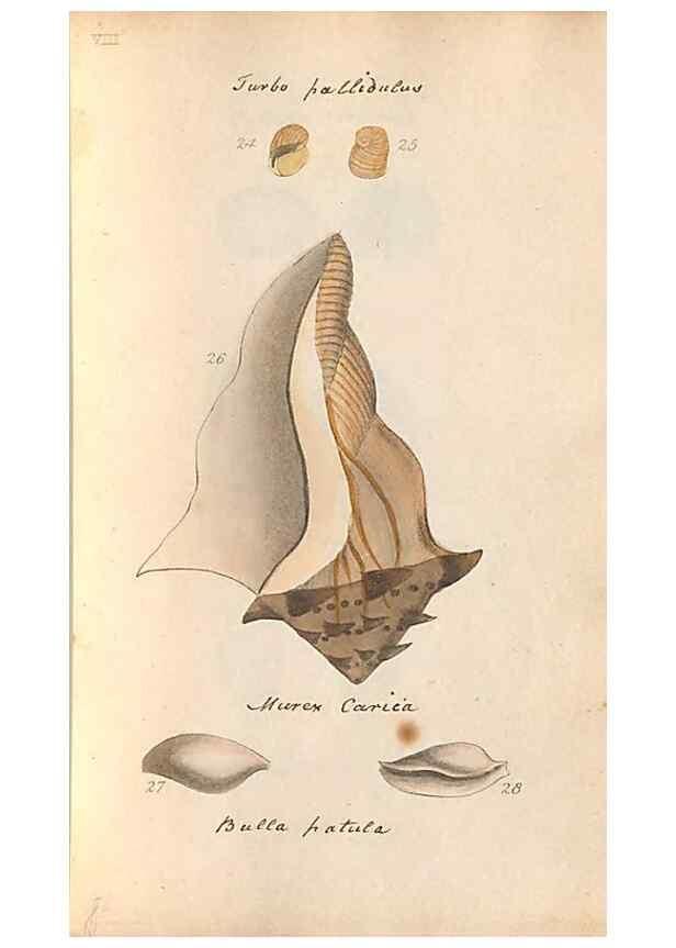Reproducción/Reproduction 46415644714: A conchological dictionary of the British Islands /. London :John Booth,1819.. 