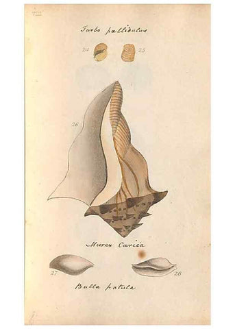 Reproducción/Reproduction 46415644714: A conchological dictionary of the British Islands /. London :John Booth,1819.. 