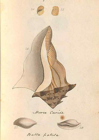 Reproducción/Reproduction 46415644714: A conchological dictionary of the British Islands /. London :John Booth,1819.. 