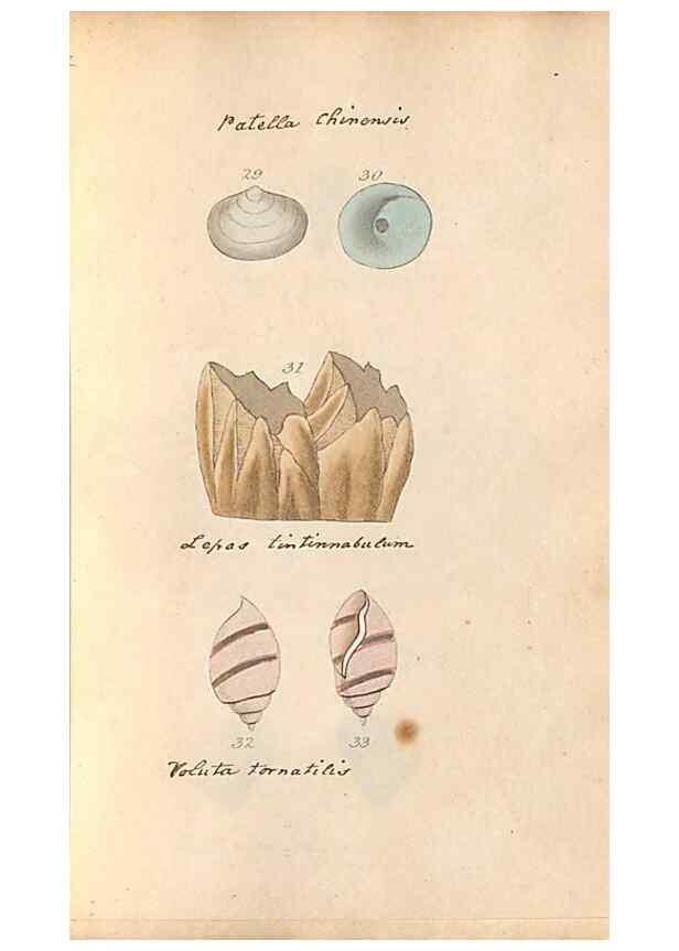 Reproducción/Reproduction 32197303767: A conchological dictionary of the British Islands /. London :John Booth,1819.. 
