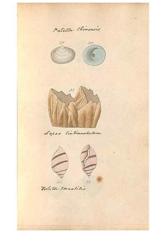 Reproducción/Reproduction 32197303767: A conchological dictionary of the British Islands /. London :John Booth,1819.. 
