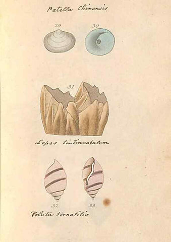 Reproducción/Reproduction 32197303767: A conchological dictionary of the British Islands /. London :John Booth,1819.. 
