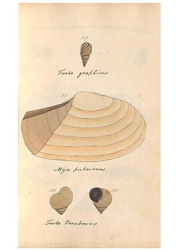 Reproducción/Reproduction 47139348271: A conchological dictionary of the British Islands /. London :John Booth,1819.. 