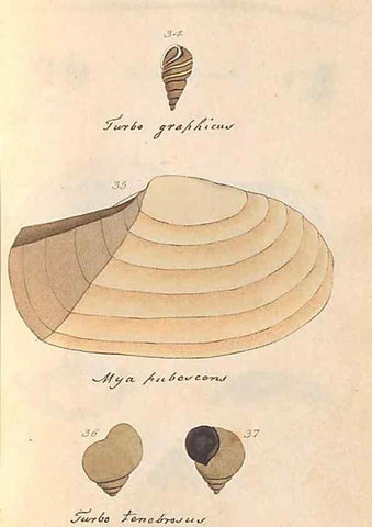 Reproducción/Reproduction 47139348271: A conchological dictionary of the British Islands /. London :John Booth,1819.. 