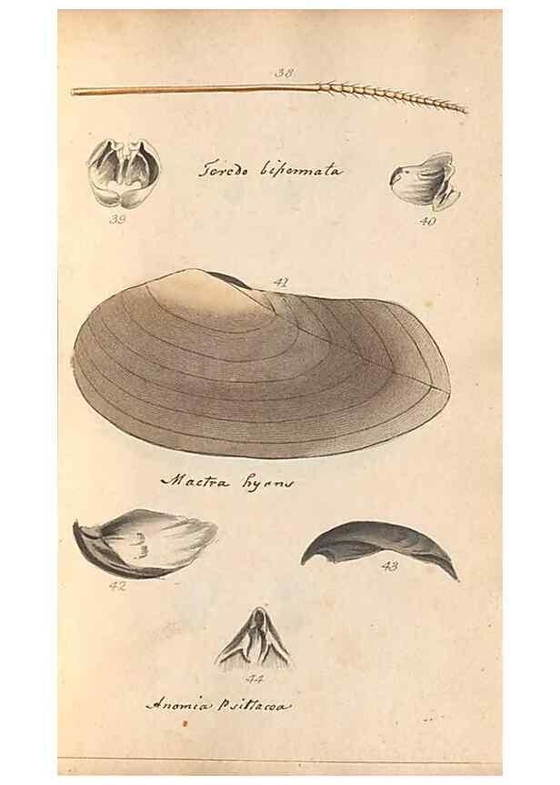 Reproducción/Reproduction 32197304507: A conchological dictionary of the British Islands /. London :John Booth,1819.. 