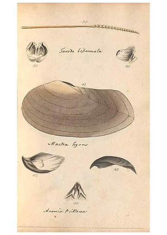 Reproducción/Reproduction 32197304507: A conchological dictionary of the British Islands /. London :John Booth,1819.. 