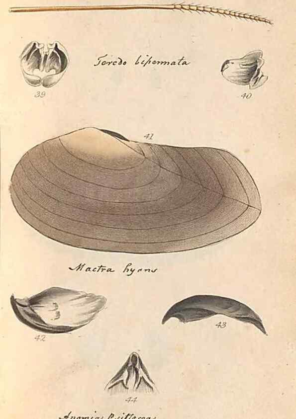 Reproducción/Reproduction 32197304507: A conchological dictionary of the British Islands /. London :John Booth,1819.. 