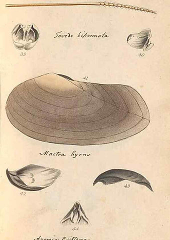 Reproducción/Reproduction 32197304507: A conchological dictionary of the British Islands /. London :John Booth,1819.. 