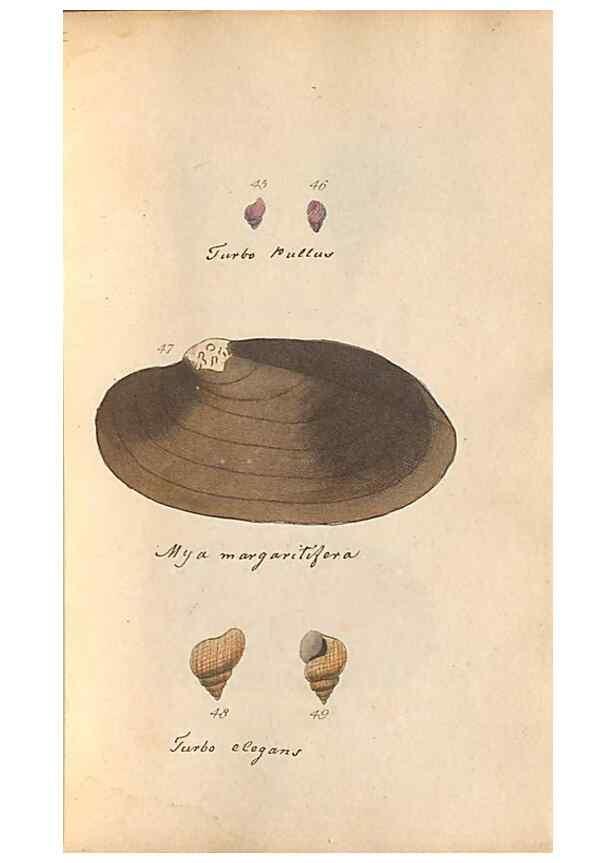 Reproducción/Reproduction 32197305177: A conchological dictionary of the British Islands /. London :John Booth,1819.. 