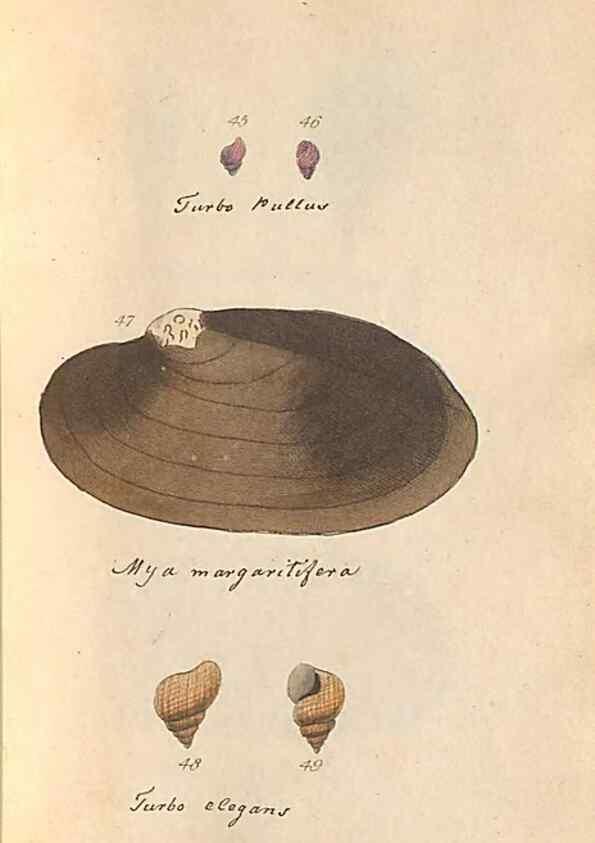 Reproducción/Reproduction 32197305177: A conchological dictionary of the British Islands /. London :John Booth,1819.. 