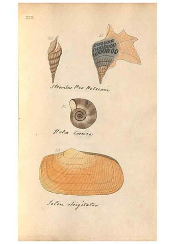 Reproducción/Reproduction 33263881898: A conchological dictionary of the British Islands /. London :John Booth,1819.. 