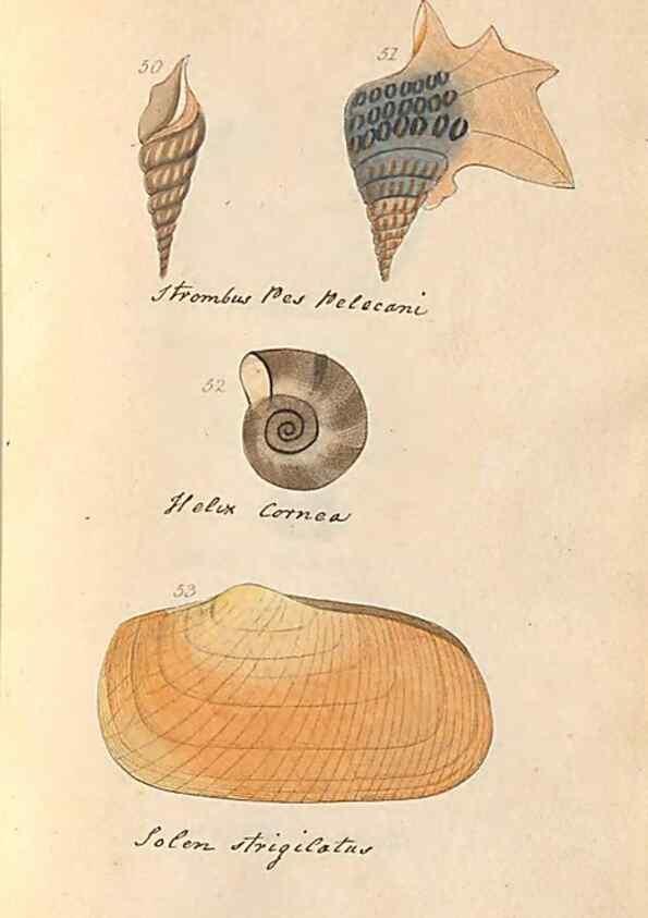 Reproducción/Reproduction 33263881898: A conchological dictionary of the British Islands /. London :John Booth,1819.. 