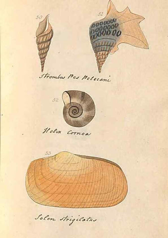 Reproducción/Reproduction 33263881898: A conchological dictionary of the British Islands /. London :John Booth,1819.. 