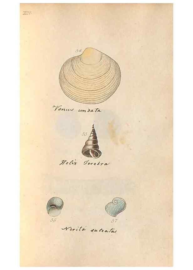 Reproducción/Reproduction 32197307187: A conchological dictionary of the British Islands /. London :John Booth,1819.. 