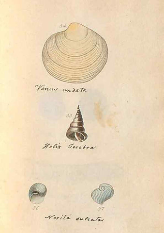 Reproducción/Reproduction 32197307187: A conchological dictionary of the British Islands /. London :John Booth,1819.. 