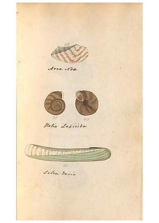 Reproducción/Reproduction 47139349791: A conchological dictionary of the British Islands /. London :John Booth,1819.. 