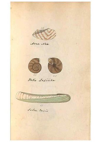 Reproducción/Reproduction 47139349791: A conchological dictionary of the British Islands /. London :John Booth,1819.. 