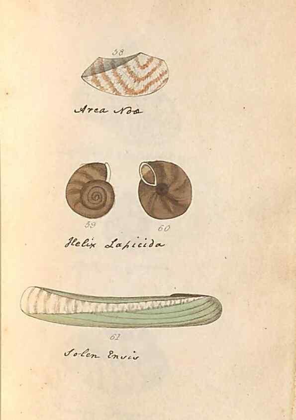 Reproducción/Reproduction 47139349791: A conchological dictionary of the British Islands /. London :John Booth,1819.. 