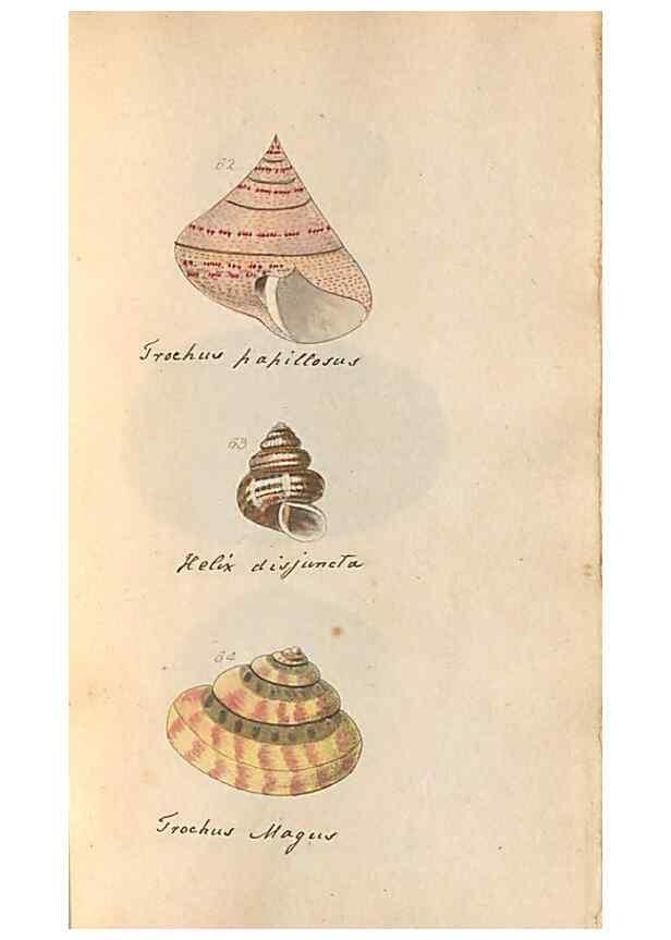 Reproducción/Reproduction 46225120365: A conchological dictionary of the British Islands /. London :John Booth,1819.. 