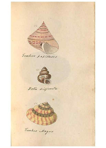 Reproducción/Reproduction 46225120365: A conchological dictionary of the British Islands /. London :John Booth,1819.. 
