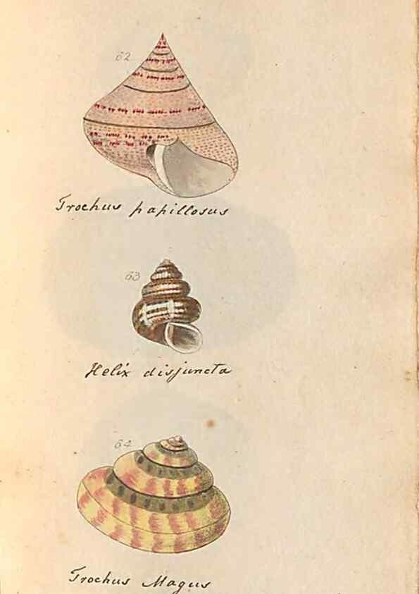 Reproducción/Reproduction 46225120365: A conchological dictionary of the British Islands /. London :John Booth,1819.. 