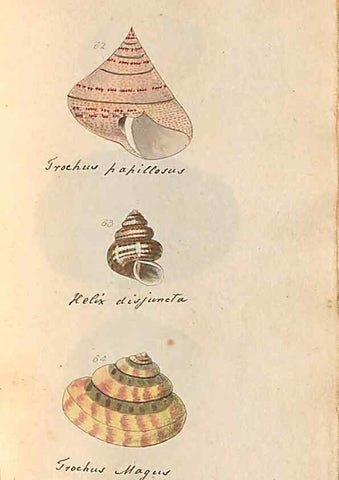 Reproducción/Reproduction 46225120365: A conchological dictionary of the British Islands /. London :John Booth,1819.. 