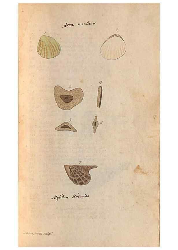 Reproducción/Reproduction 40174425373: A conchological dictionary of the British Islands /. London :John Booth,1819.. 