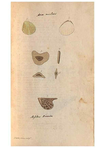 Reproducción/Reproduction 40174425373: A conchological dictionary of the British Islands /. London :John Booth,1819.. 
