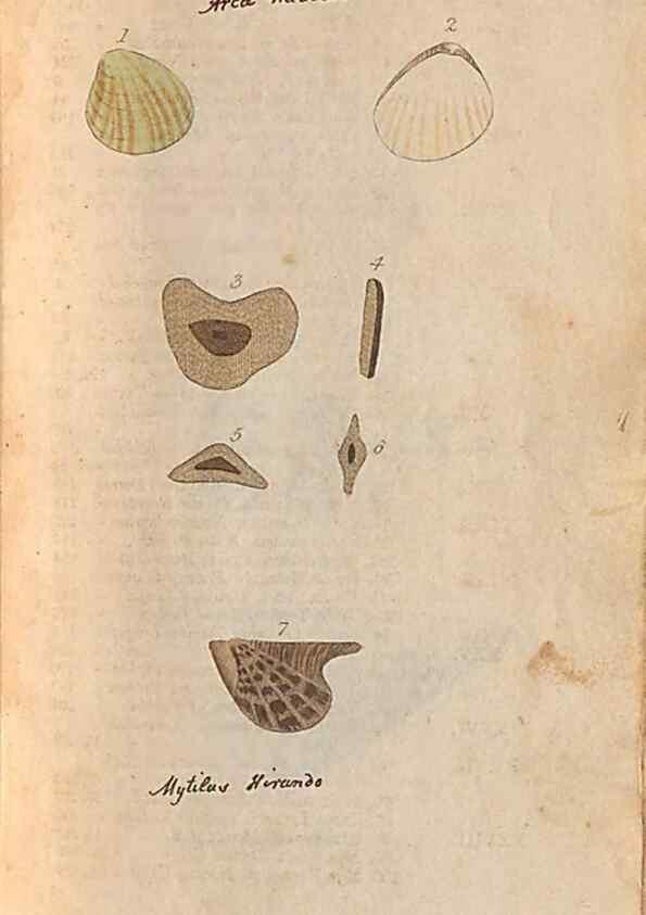 Reproducción/Reproduction 40174425373: A conchological dictionary of the British Islands /. London :John Booth,1819.. 