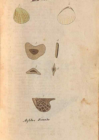 Reproducción/Reproduction 40174425373: A conchological dictionary of the British Islands /. London :John Booth,1819.. 