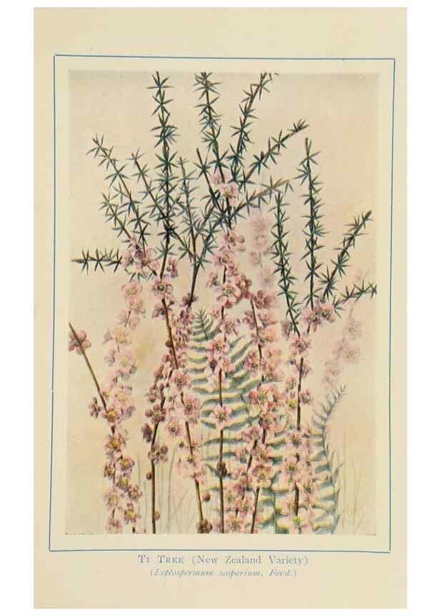 Reproducción/Reproduction 33189703458: Australian wild flowers /. Sydney :N.S. W. Bookstall Co.,[1912?]. 