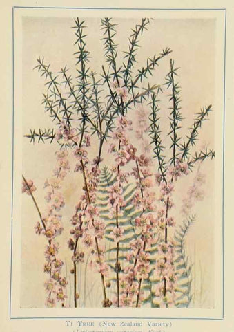 Reproducción/Reproduction 33189703458: Australian wild flowers /. Sydney :N.S. W. Bookstall Co.,[1912?]. 