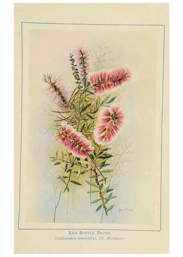 Reproducción/Reproduction 46340986304: Australian wild flowers /. Sydney :N.S. W. Bookstall Co.,[1912?]. 