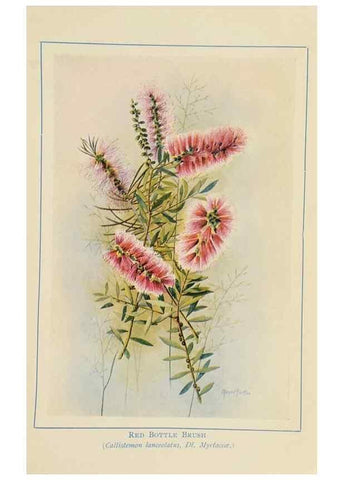 Reproducción/Reproduction 46340986304: Australian wild flowers /. Sydney :N.S. W. Bookstall Co.,[1912?]. 