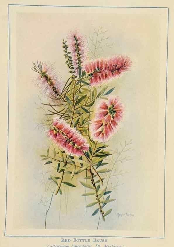 Reproducción/Reproduction 46340986304: Australian wild flowers /. Sydney :N.S. W. Bookstall Co.,[1912?]. 
