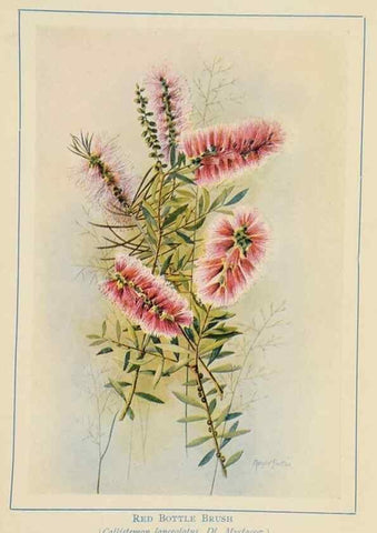 Reproducción/Reproduction 46340986304: Australian wild flowers /. Sydney :N.S. W. Bookstall Co.,[1912?]. 