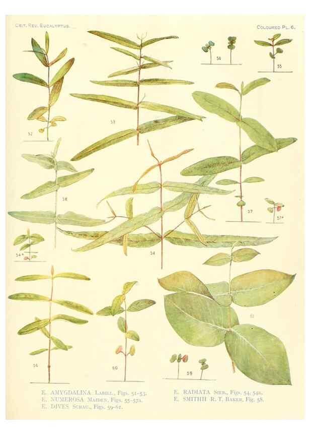 Reproducción/Reproduction 46338943894: A critical revision of the genus Eucalyptus,. Sydney,Gullick,1903-33.. 