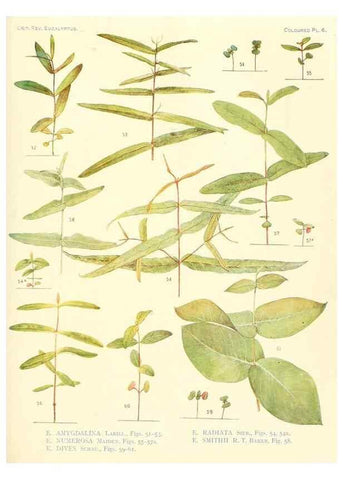 Reproducción/Reproduction 46338943894: A critical revision of the genus Eucalyptus,. Sydney,Gullick,1903-33.. 