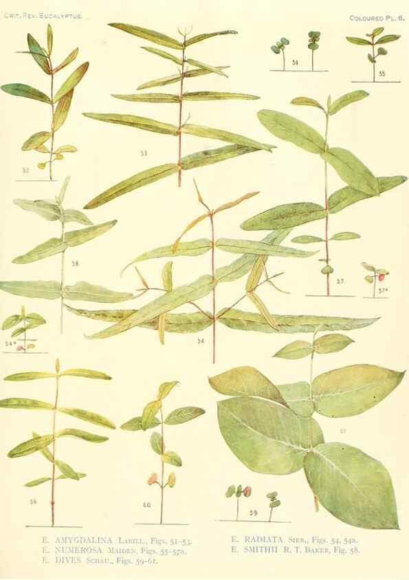 Reproducción/Reproduction 46338943894: A critical revision of the genus Eucalyptus,. Sydney,Gullick,1903-33.. 