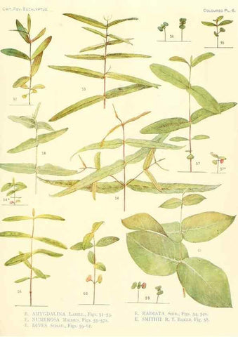 Reproducción/Reproduction 46338943894: A critical revision of the genus Eucalyptus,. Sydney,Gullick,1903-33.. 