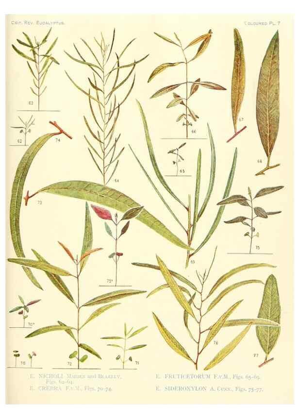 Reproducción/Reproduction 46149173565: A critical revision of the genus Eucalyptus,. Sydney,Gullick,1903-33.. 