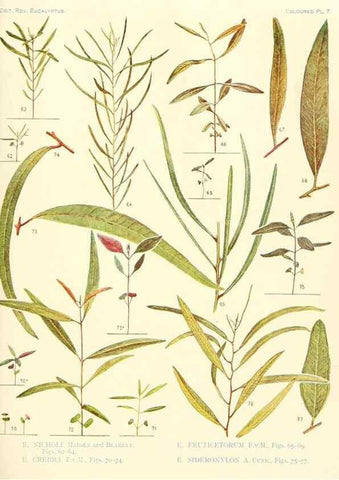 Reproducción/Reproduction 46149173565: A critical revision of the genus Eucalyptus,. Sydney,Gullick,1903-33.. 