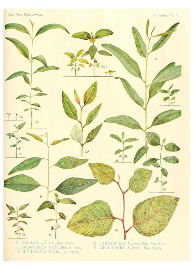 Reproducción/Reproduction 46338946614: A critical revision of the genus Eucalyptus,. Sydney,Gullick,1903-33.. 