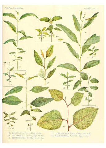 Reproducción/Reproduction 46338946614: A critical revision of the genus Eucalyptus,. Sydney,Gullick,1903-33.. 
