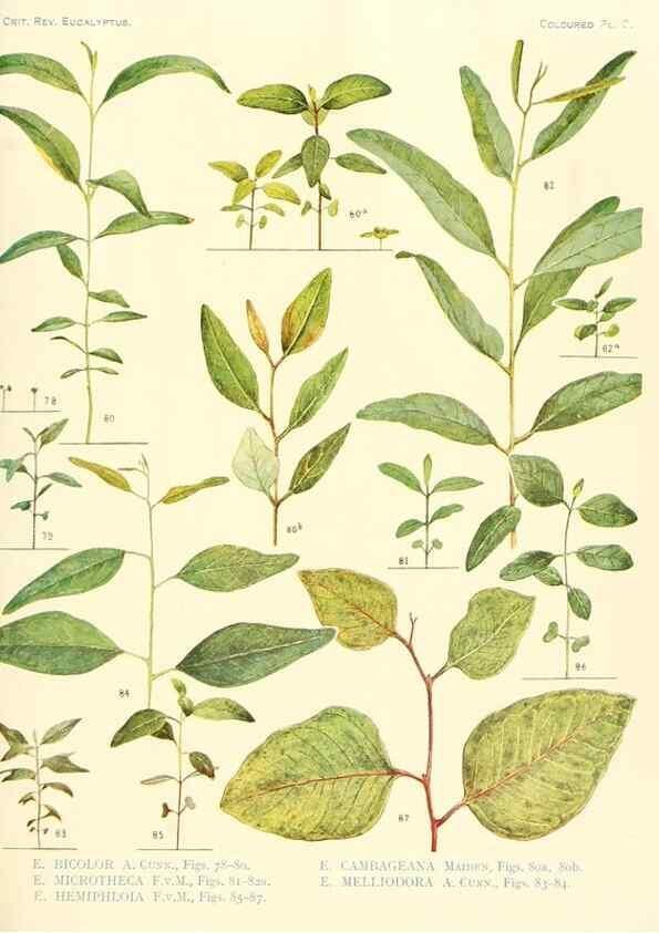 Reproducción/Reproduction 46338946614: A critical revision of the genus Eucalyptus,. Sydney,Gullick,1903-33.. 