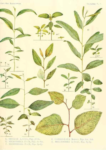 Reproducción/Reproduction 46338946614: A critical revision of the genus Eucalyptus,. Sydney,Gullick,1903-33.. 