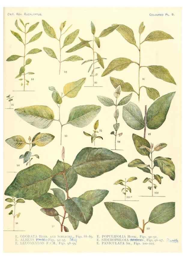 Reproducción/Reproduction 46338949784: A critical revision of the genus Eucalyptus,. Sydney,Gullick,1903-33.. 