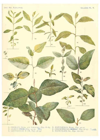 Reproducción/Reproduction 46338949784: A critical revision of the genus Eucalyptus,. Sydney,Gullick,1903-33.. 