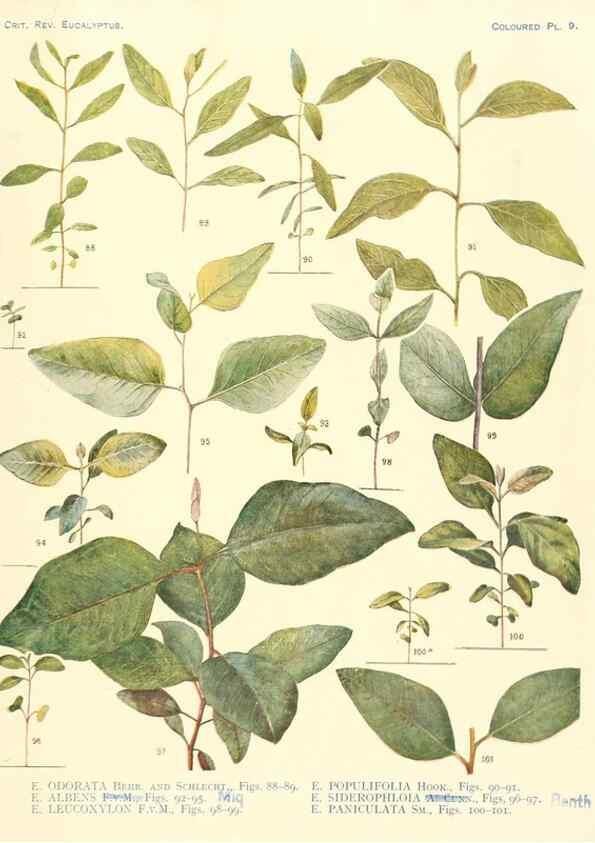 Reproducción/Reproduction 46338949784: A critical revision of the genus Eucalyptus,. Sydney,Gullick,1903-33.. 