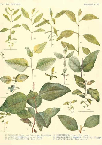 Reproducción/Reproduction 46338949784: A critical revision of the genus Eucalyptus,. Sydney,Gullick,1903-33.. 